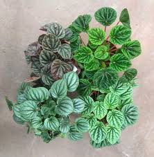 Check spelling or type a new query. Peperomia Party A Guide To Peperomia Leaf And Paw