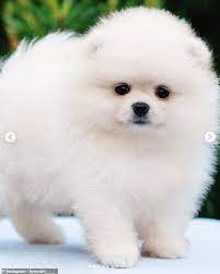 Influencer Shares Her Distress As Puppy Farm Breeder Delivers A Pomeranian Starving To Death Daily Mail Online