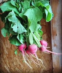 Et Les Petits Radis D Ete Qui Trop Piquants Ne Demandent Qu A Etre Couverts De Beurre Bien Tendre Radis Radish Fermelandaldea Sum Vegetables Radish Food