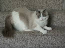 Ragdolls are well known for their affectionate and placid nature, and for being a true lap cat. Ragdoll Specialty Purebred Cat Rescue