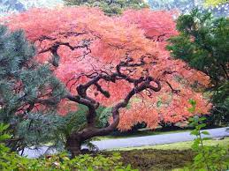 10 Best Public Gardens In The Us Public Garden Japanese Garden Portland Japanese Garden