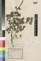 Image result for Platostoma africanum