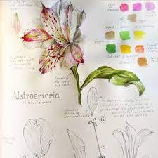 Mountain Flora Annotations Soft Clouds Of Seeds From The Rosebay Willowherb Epilobium Angustifolium Very Abundant A Flower Painting Botanical Art Flower Art