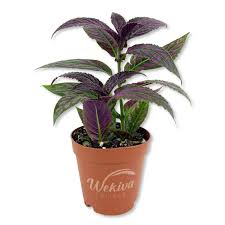 Image result for Strobilanthes