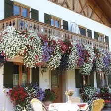 Best Beautiful Cascading Flowers For Window Boxes Ideas 26 Flowers Decor Window Box Flowers Railing Flower Boxes Balcony Flower Box