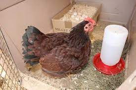 Vreau sa fac o crema de zahar ars.am intrebat la magazine, dar nu aduc, voiam sa cumpar cu cofrag cu 10 oua. Ce Trebuie SÄƒ È™tim Despre CloÈ™ti È™i Clocit InformaÈ›ii Utile