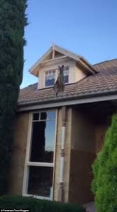 Bang down synonyms, bang down pronunciation, bang down translation, english dictionary definition of bang down. The Bizarre Moment A Kangaroo Becomes Stuck On A Roof For Six Hours Daily Mail Online
