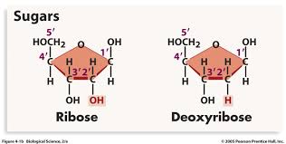 Pin On Mitochondrial Dysfunction