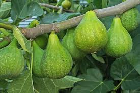 Also, avoid purchasing gift cards from places that may be financially unstable. Desert King Fig 2 Gl Size Cloud Mountain Farm Center Nursery