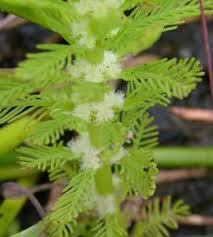 Image result for Haloragaceae