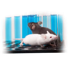 Maybe you would like to learn more about one of these? Read The Four Main Reasons Why Animals Are Used In Medical Research