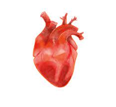 Watercolor Anatomical Human Heart Acrylic Box By Kbelka 4 X 4 X 3 Human Heart Art Heart Art Print Human Heart