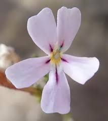 Image result for Jamesbrittenia