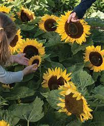 Growing Dwarf Sunflowers How To Sow Care For Harvest