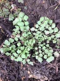 It forms a rosette or ring of leaves. Winter S Sneaky Weed Bittercress Begins Its Yearly Invasion Entertainment Life Ellwood City Ledger Ellwood City Pa