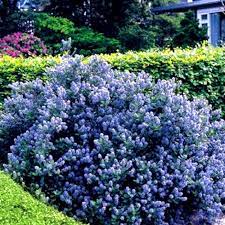 This shrub has glossy upper. Ceanothus Yankee Point California Lilac Gardenersdream