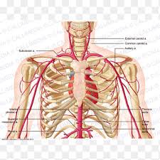 Narrowing of a carotid artery (also called carotid artery stenosis) can increase the risk of stroke — the narrower the artery, the higher the risk. Supratrochlear Artery Thorax Neck External Carotid Artery Hand Human Png Pngegg