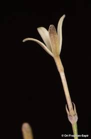 Image result for Kohautia caespitosa