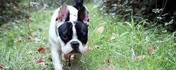 L'essentiel est de protéger au mieux votre animal et son environnement avec des produits antiparasitaires, une. Zoom Sur La Maladie De Lyme Chez Le Chien Le Fonds Saint Bernard