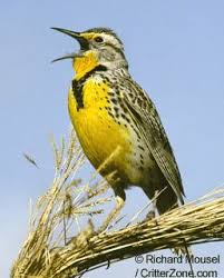 Birds Of Western Washington Identification The Western Meadowlark Was Chosen As The State Bird Of Oregon In 1927 By The State S School Children In A Poll Sponsored By With Images Kansas State Bird State Birds Birds