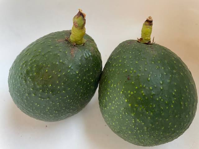 Bonny Doon Avocado | Epicenter Nursery & Fruit