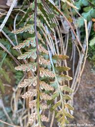 Image result for Asplenium rutifolium