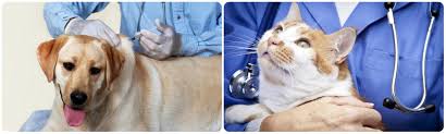 Maybe you would like to learn more about one of these? Veterinarians The Animal Hospital At The Crossroads Carmel Ca