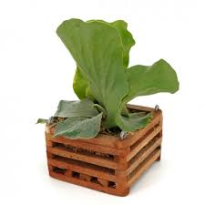 Image result for Platycerium elephantotis