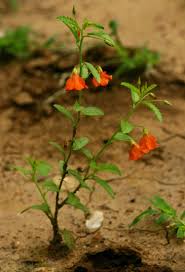 Image result for Malvaceae: Byttnerioideae, Helicteroideae