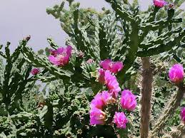 Image result for Opuntia imbricata