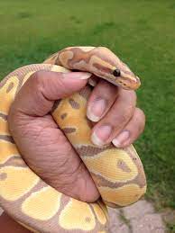 Banana Ball Python Cute Reptiles Cute Snake Pet Snake