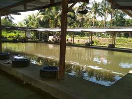 Kolam Pemancingan Alex 21 Foto Periklanan Marketing Dusun Batu Kumbung Lingsar Lombok West Nusa Tenggara 83371