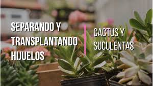 Yo colecciono cactus que daría por tener un cactus grande. Como Sepapar Hijuelos De Cactus Y Suculentas Youtube