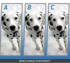 It's like the trivia that plays before the movie starts at the theater, but waaaaaaay longer. Quiz Diva Spot The Difference Puppy Answers Score 100 Myfaq
