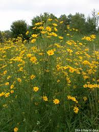 Image result for Bidens kirkii