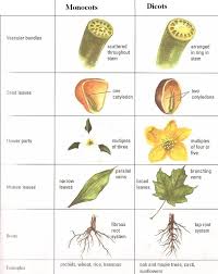 Monocot Vs Dicot Google Search Biology Plants Science Biology Plant Science