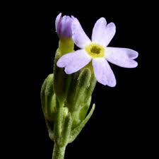 Image result for Ardisiandra sibthorpioides