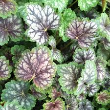 Image result for heuchera americana