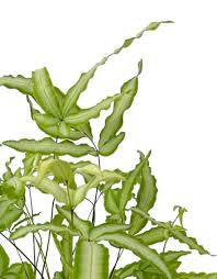 Image result for Pteris cretica