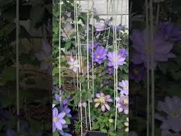 Image result for Clematis pulchra