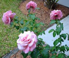 Very disease resistant, this rose thrives in the heat, turns a darker color in autumn, and can perfume an entire room with just one bloom. Memorial Day Rose Rosa Wekblunez Mygarden Org