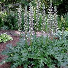 Image result for Acanthus