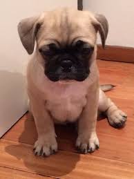 French bulldog + shih tzu mix = french bull tzu. Frug Pups Pug X French Bulldog Traderoo Online Classifieds
