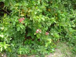 Image result for Combretum