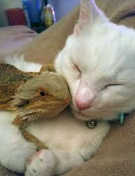 National Hug Your Cat Day 10 Cats Hugging Different Animal Friends Videos Cattime Bearded Dragon Cute Baby Bearded Dragon Cute Reptiles