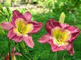 We did not find results for: Plantfiles Pictures Daylily Emperor Butterfly Hemerocallis By Sherlock221