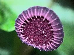 Image result for Dorstenia schliebenii