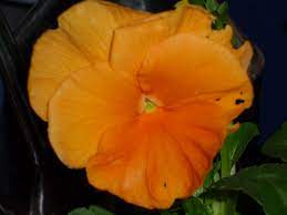 Pensamiento Amarillo Jardines Fotos