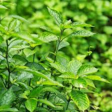 Daun pecah kaca banyak manfaat utk kesihatan mp3 duration 4:00 size 9.16 mb / mangkin pictures 2. Anak Pokok Pecah Kaca Kebuna Putrajaya