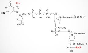Rna is typically single stranded and is made of ribonucleotides that are linked by phosphodiester bonds. Rna Transcription Processing The Medical Biochemistry Page